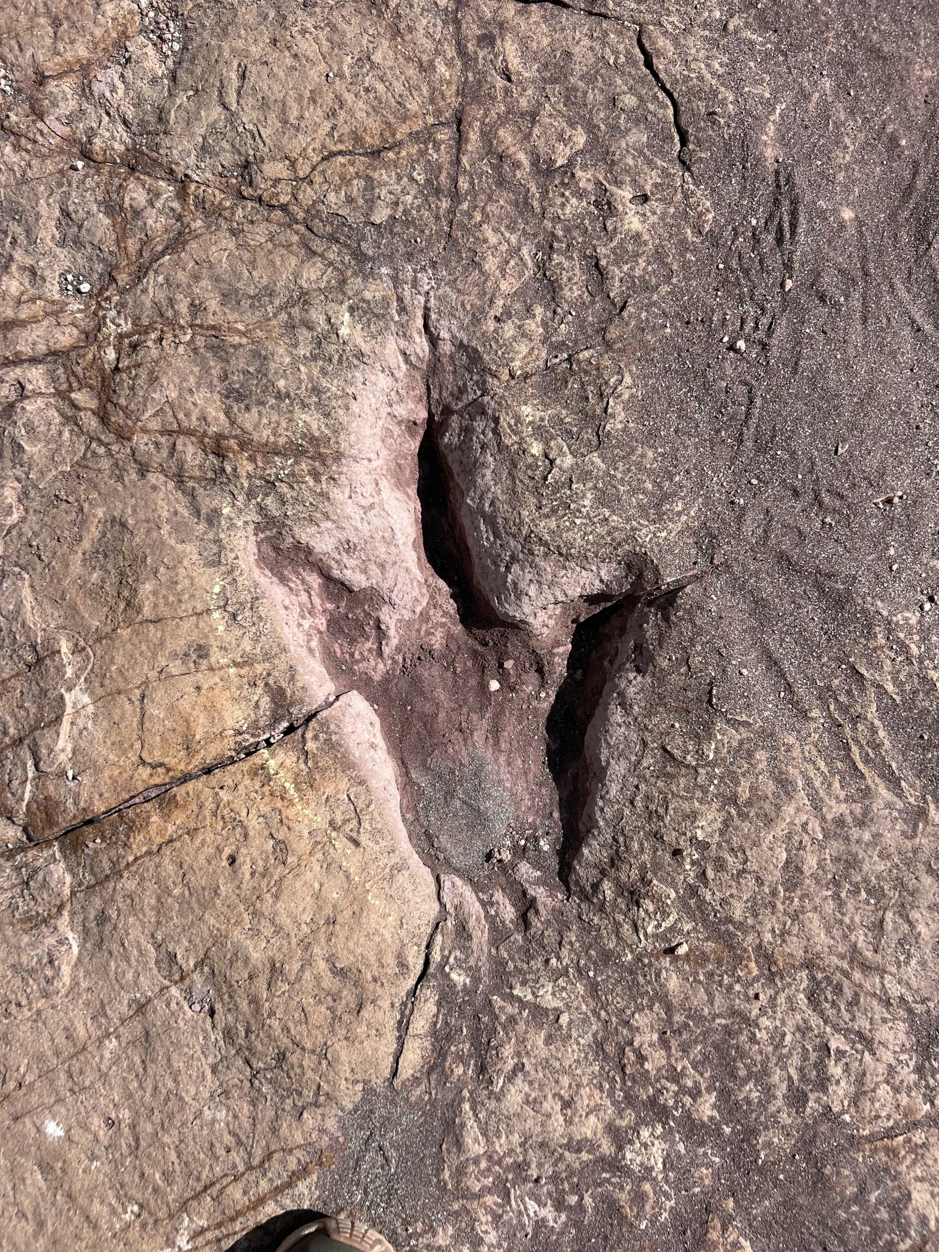 Emprunte de dinosaure